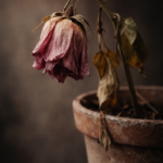 wilted-Flower
